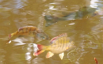 [From this view the fish has a red tail and red tinged hind fins (both lower and upper). The dark stripes are clearly visible against what appears to be a yellow body. A second bluegill swims beside the first but the murky water makes it less visible.]